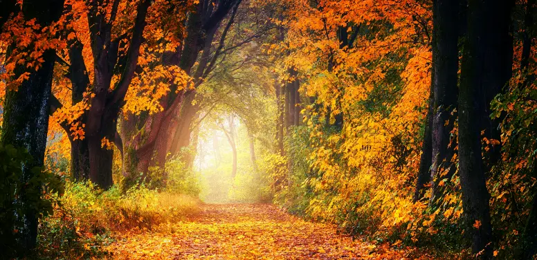 A path through a forest in autumn