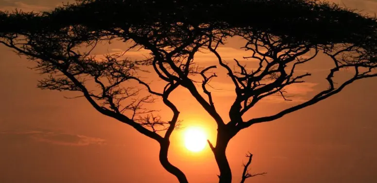 The sun shining through an Asian tree